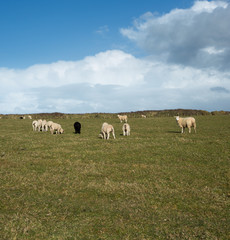 Obraz premium Odd one out.