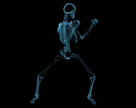 Fighting skeleton (3D xray blue transparent)