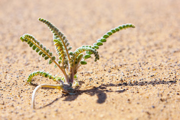 Tiny desert plant in sand.
