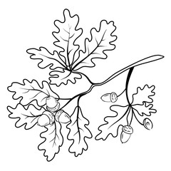 Obraz premium Oak branch with acorns, outline