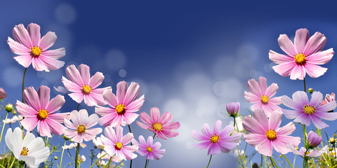 Obrazy na Plexi  kwiaty
