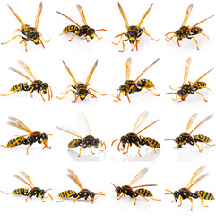 set of wasp isolated on white background