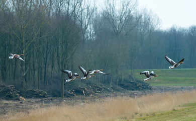 Geese flying over nature in spring