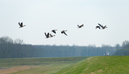Geese flying over nature in spring