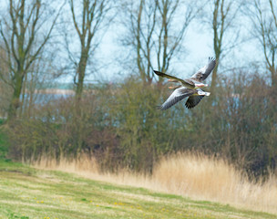 Geese flying over nature in spring