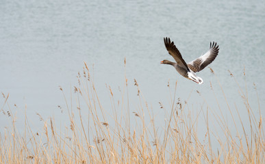 Goose flying over a lake in spring