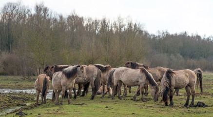 Herd of Konik horses in nature in spring