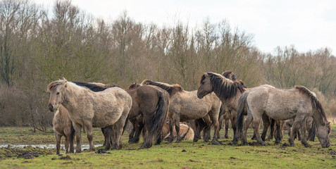Herd of Konik horses in nature in spring © Naj