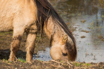 Konik horse in nature drinking water