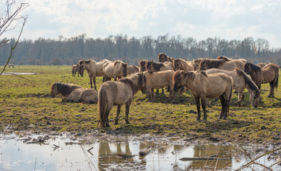 Herd of Konik horses in nature in spring