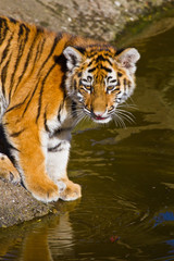 Fototapeta na wymiar Tygrys syberyjski (Panthera tigris altaica)