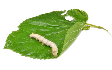 Gusano de seda en una hoja de morera
