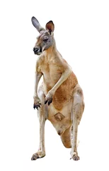 Papier Peint photo autocollant Kangourou kangourou isolé