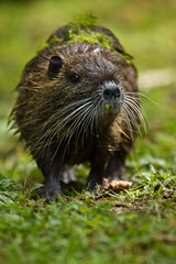 Biberratte (Myocastor coypus)