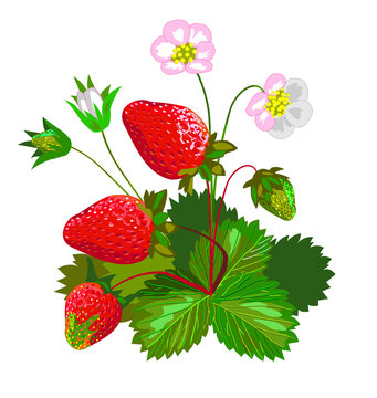 Strawberry with flowers