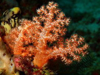 Fototapeta na wymiar Soft coral, Philippine sea