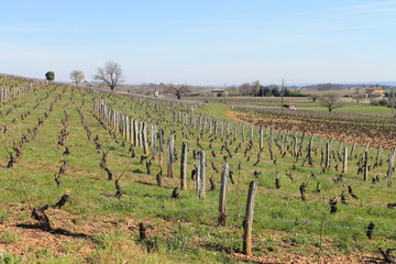 Vignoble du Beaujolais