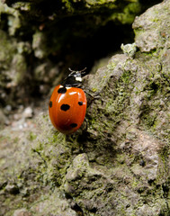 ladybird searching for cracks on tree bark
