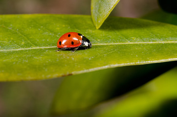 Fototapeta premium ladybird running on rhododendron