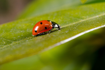 seven-spot-ladybird in profile