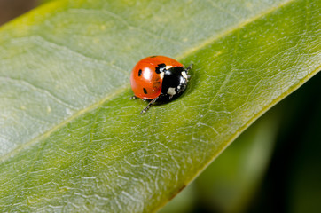 ladybird heating up in the sun after hybernation
