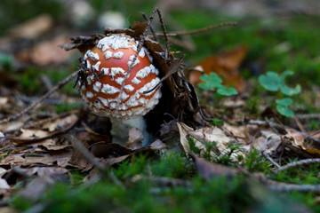 Amanita muscaria, forest in the northern Slovakia, Kysuce region