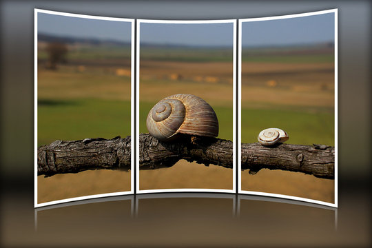 Schnecken als Dreiteiler