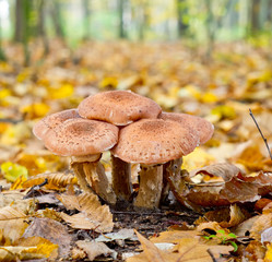 Mushrooms in autumn forest