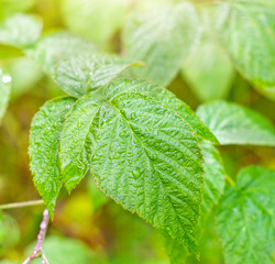 Fresh drops of water on green leaves after the rain