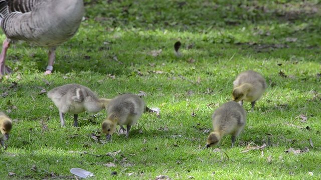 Goslings on a green meadow