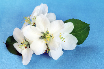 Fototapeta na wymiar Bloom apple-tree flowers
