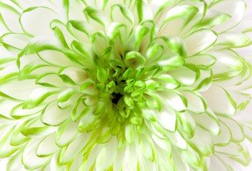 White - green flower closeup