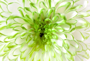 Deurstickers Limoengroen Wit - groene bloem close-up