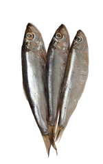 sprat fish