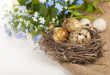 Nest with eggs and forget-me-nots on a cloth on a white