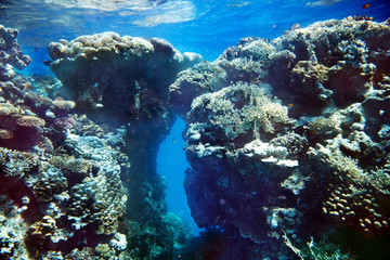 Naklejka na ściany i meble Group of coral fish water.