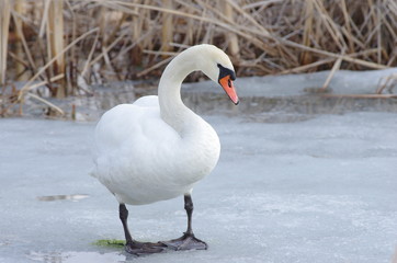 Łabędź na lodzie wczesna wiosna