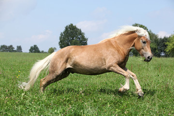 Jumping chestnut horse with blond mane in nature