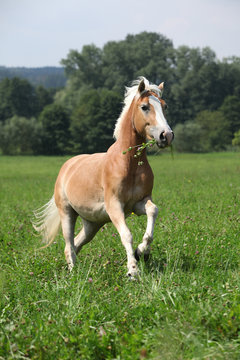 Beautiful haflinger running in freedom while eating grass