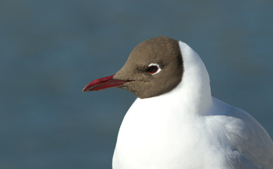 Fototapeta premium Black-headed gull