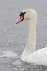 Łabędź na lodzie wczesna wiosna © nestonik