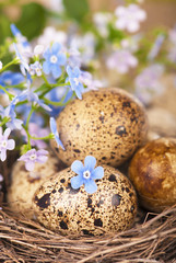 Obraz premium quail eggs in the nest and forget-me-not