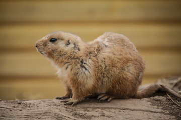 A Single Prarie Dog