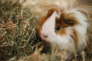 Guiney Pig