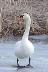 Łabędź na lodzie © nestonik