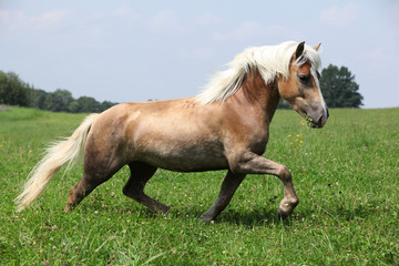 Beautiful chestnut horse with blond mane running in freedom