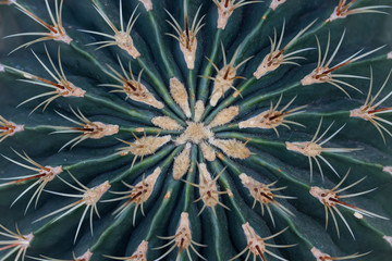 Cactus close-up