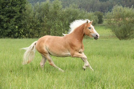 Beautiful chestnut horse with blond mane running in freedom