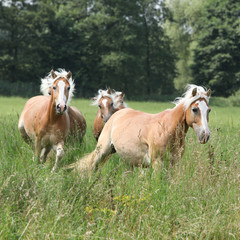 Obraz na płótnie Canvas Batch of chestnut horses running together in high grass