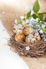 Quail eggs in a nest, forget-me-nots on a canvas